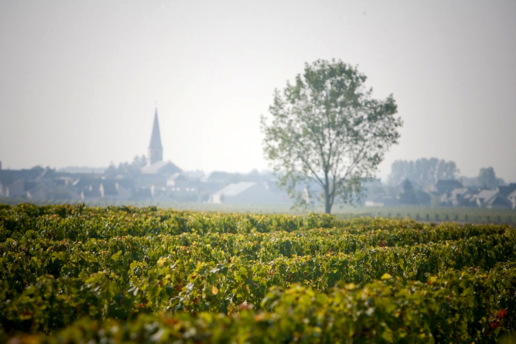 Où déguster les vins de terroir de Château Galoupet ?