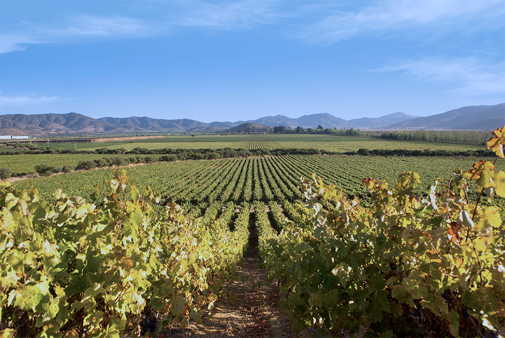 Viña Ventisquero “Grey” Glacier Trinidad Vineyard Single Block ...