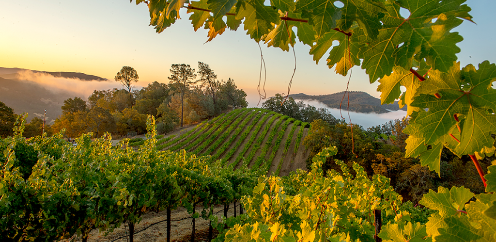 Priest Ranch Cabernet Sauvignon, Napa Valley 2018 – Gus Clemens on Wine