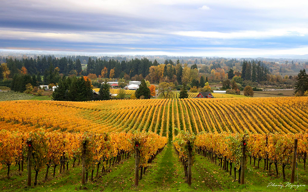 Sokol Blosser Estate Rosé of Pinot Noir, Dundee Hills, Oregon 2021 ...